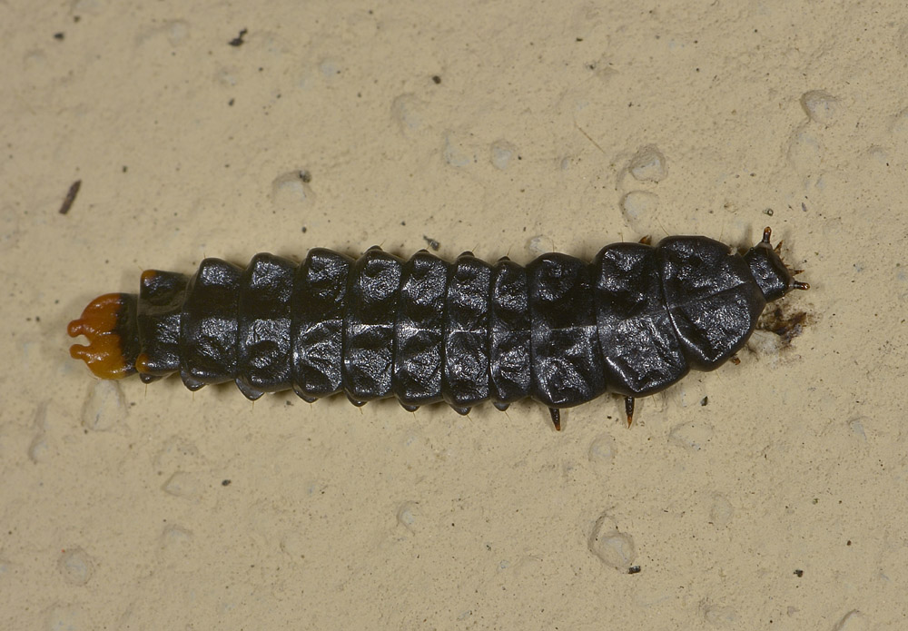 Larva di Lycidae - Lygistopterus?